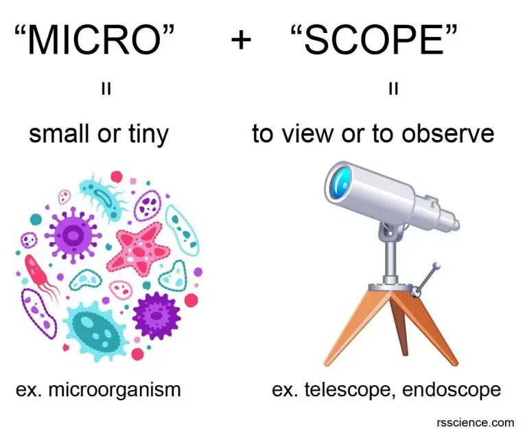 Compound Microscope Parts Labeled Diagram and their Functions Rs