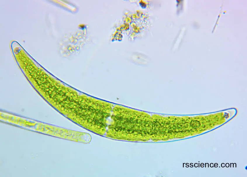 alga-Closterium