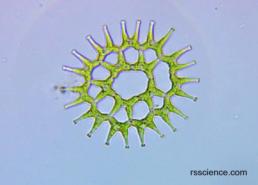 alga-Pediastrum