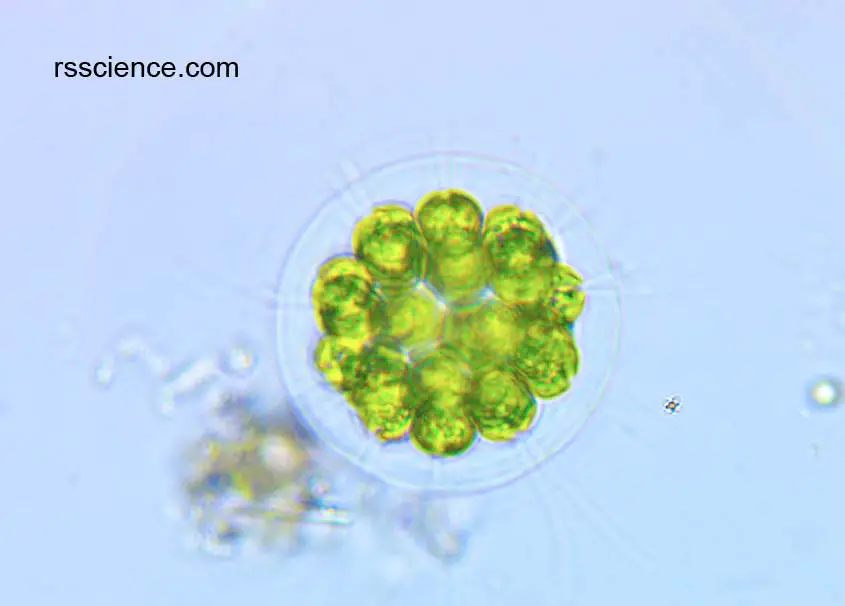 unknown alga