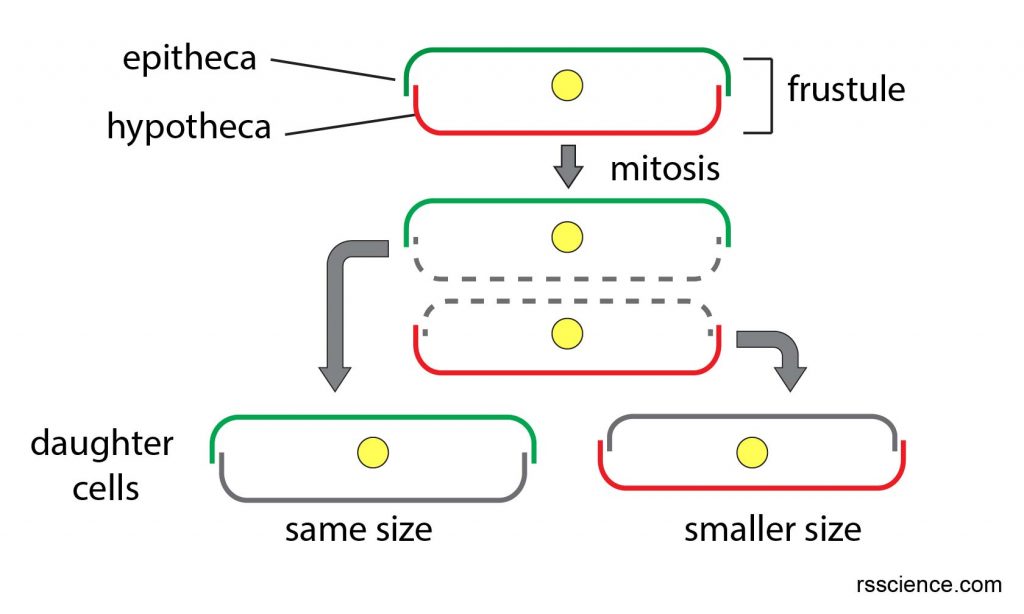 diatom-asexual-reproduction-reduce-size