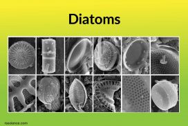 diatom cover