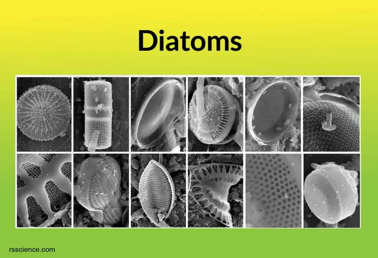 Diatoms Rs' Science