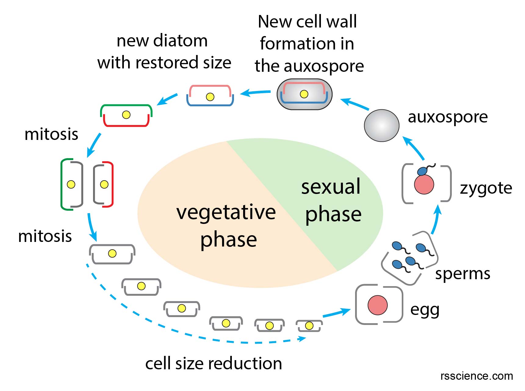 Diatoms Rs Science