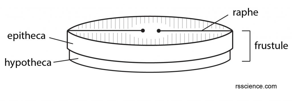 diatom-structure