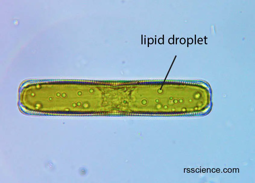 diatom-with-lipid-droplet