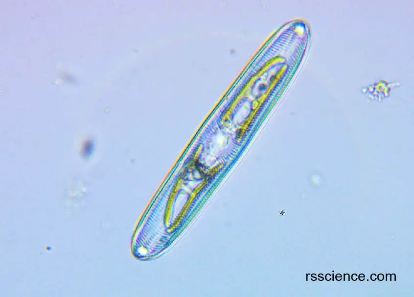 diatom1
