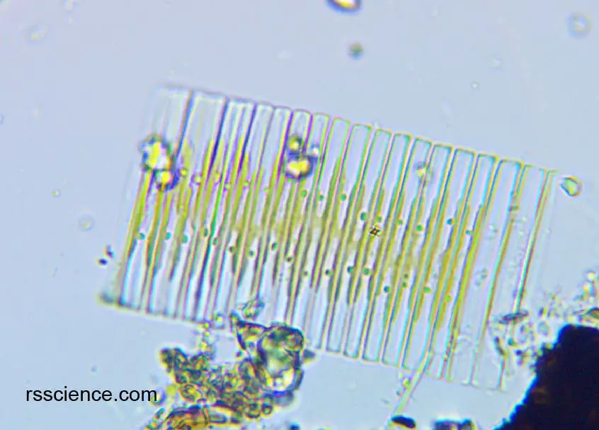 diatom3