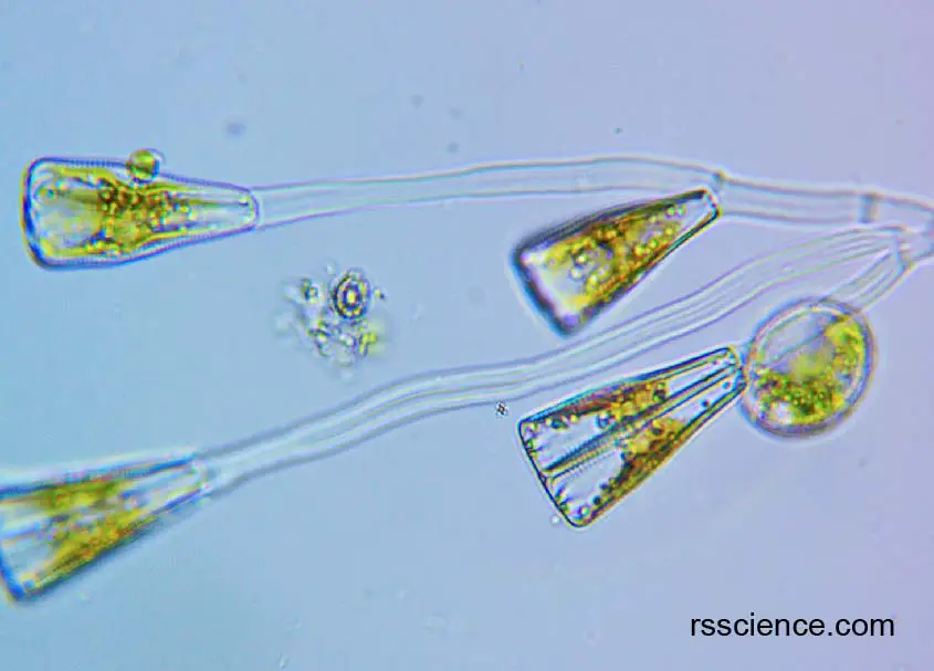 diatom5