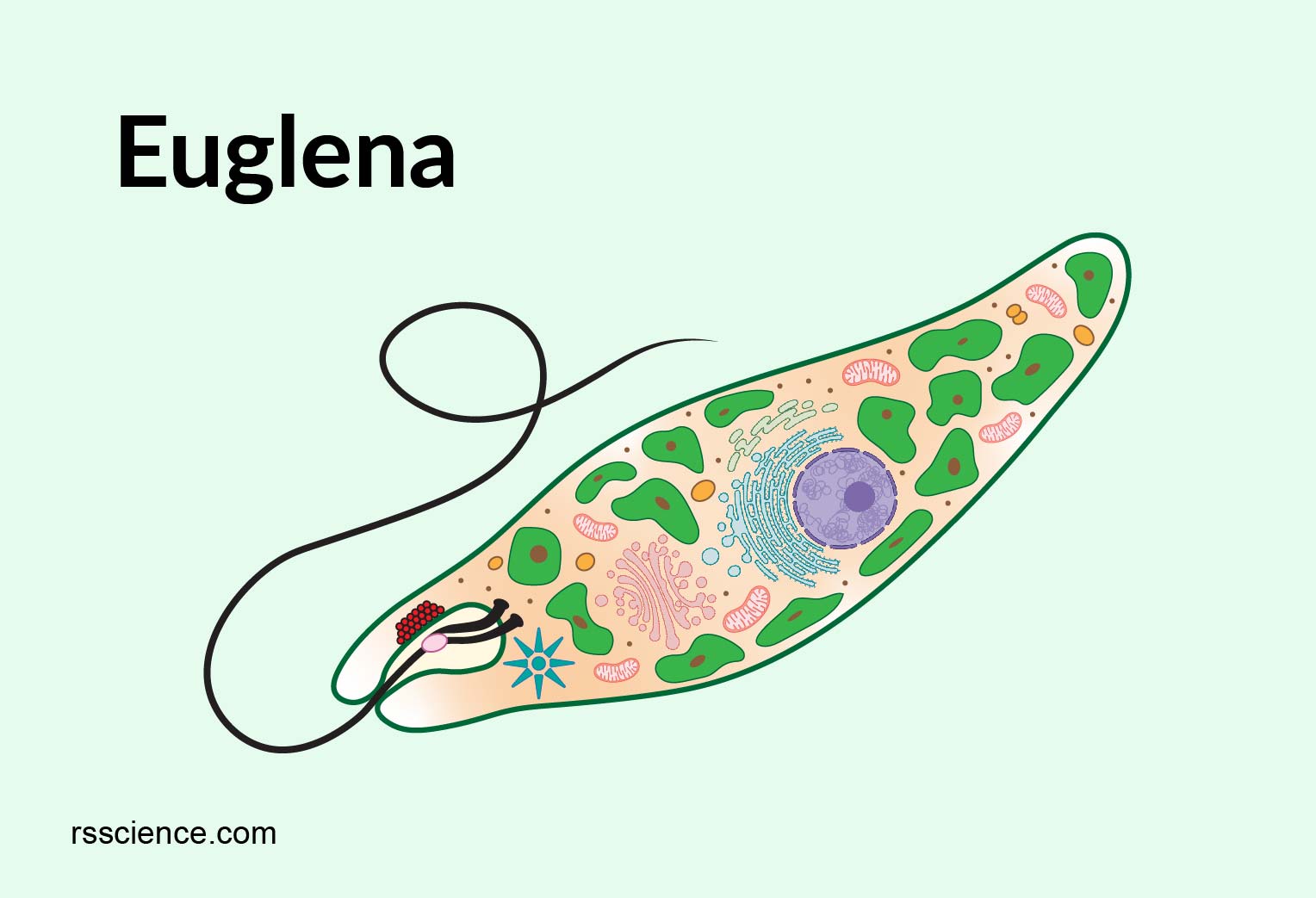 Structure Of A Euglena Cell 9788