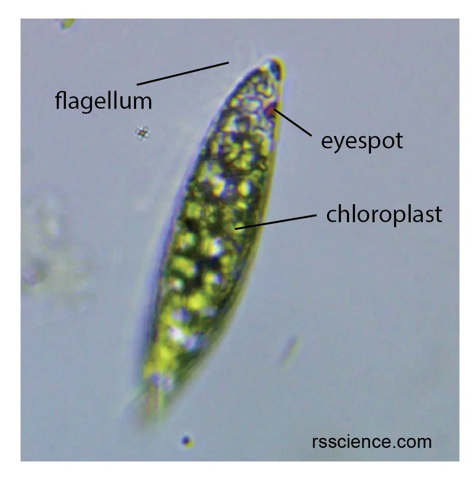  Euglena  Rs Science