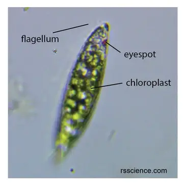 أغنية توقف لمعرفة تذكاري  Euglena under a microscope - anatomy, reproduction & facts - Rs' Science