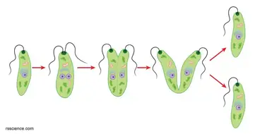 أغنية توقف لمعرفة تذكاري  Euglena under a microscope - anatomy, reproduction & facts - Rs' Science