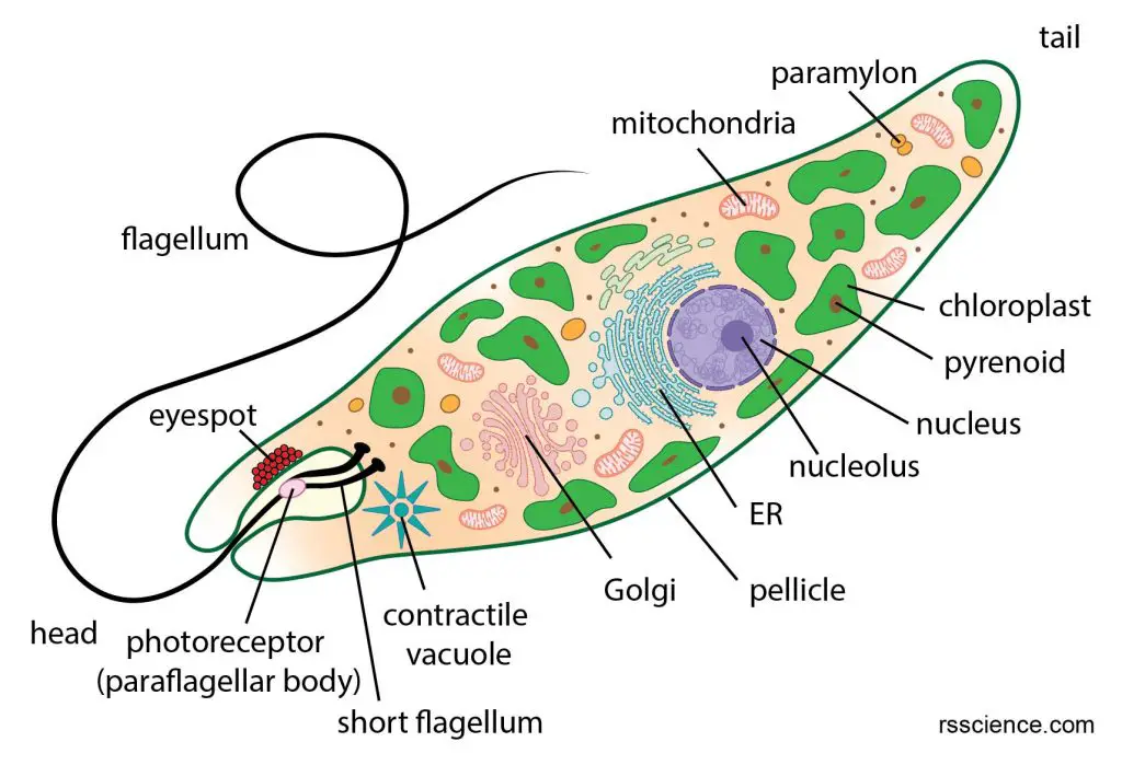 Structure Of A Euglena Cell