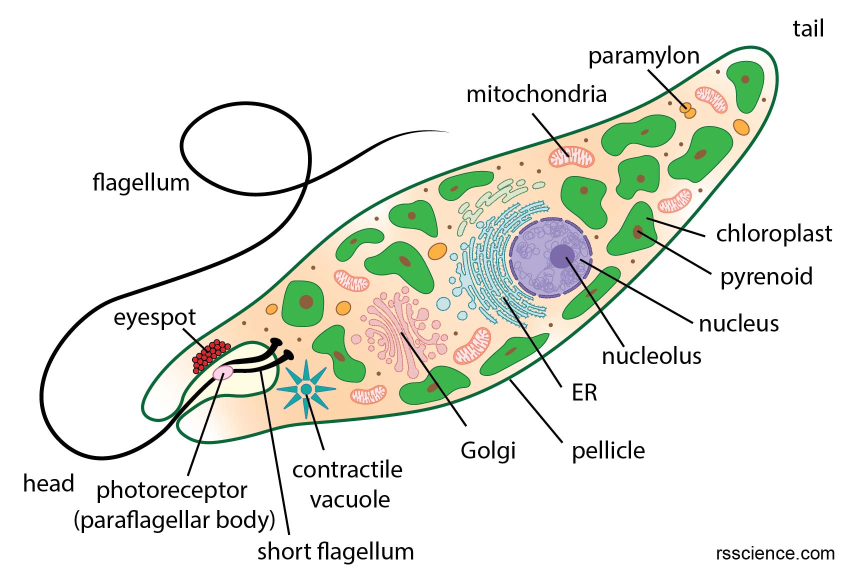 Euglena Under A Microscope Anatomy Reproduction Facts Rs Science