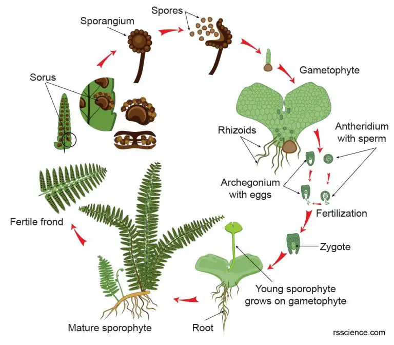 Fern Spores Under a Microscope - Rs' Science