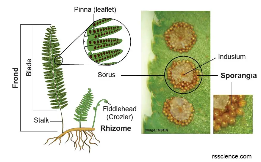 fern-structure-fern-frond-fern-spores