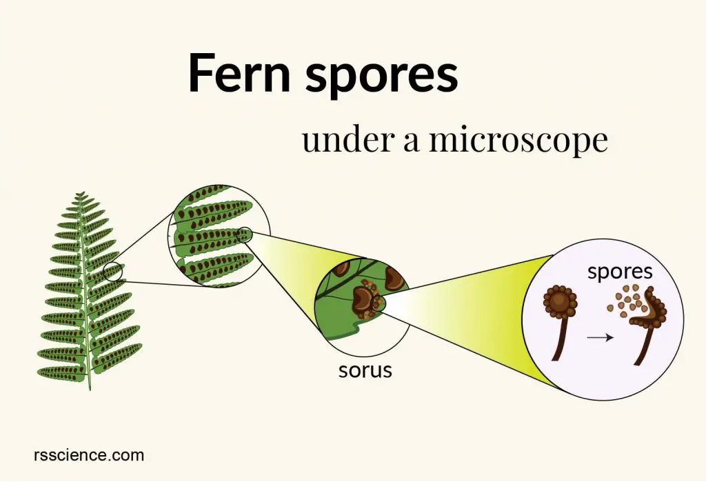 fern spore under microscope