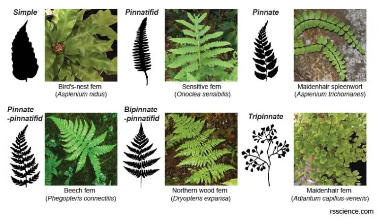 Fern Spores Under a Microscope - Rs' Science