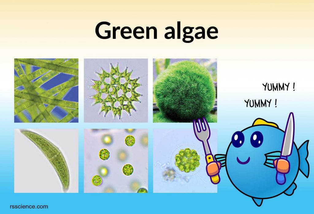 green algae cover