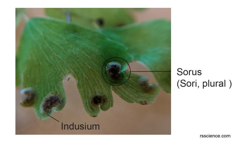 Fern Spores Under a Microscope - Rs' Science