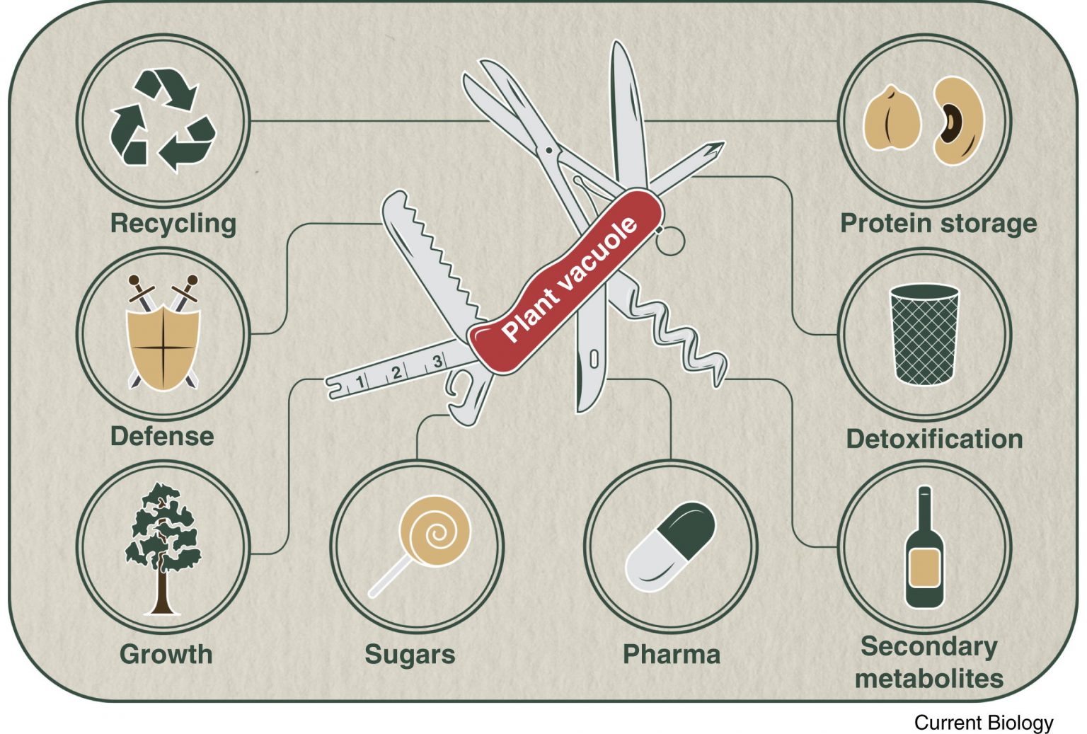 Vacuole Function and Structure Extra Space Storage Rs' Science