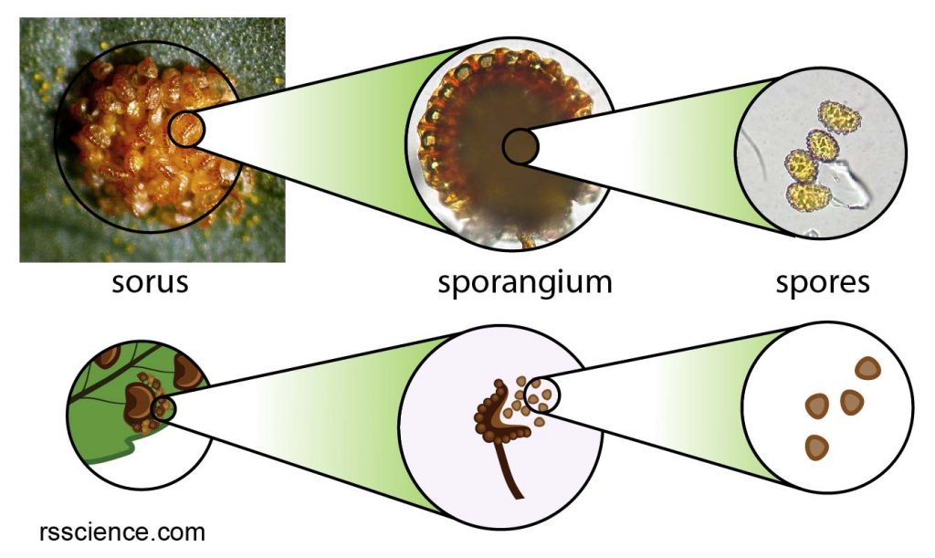 microscopic-images-sorus-sporagnium-spores