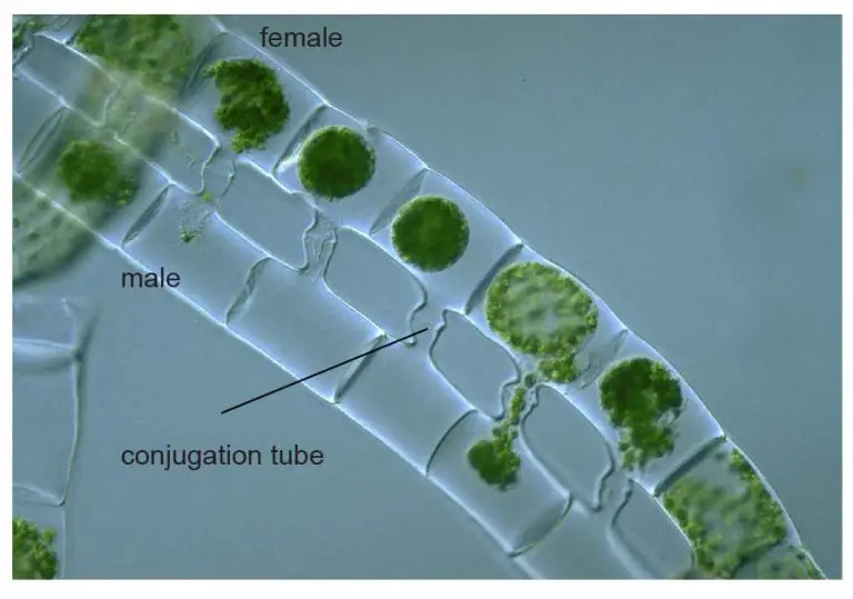 Green Algae Rs Science 9806