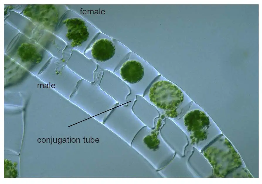 spirogyra-conjugation-protist-database-