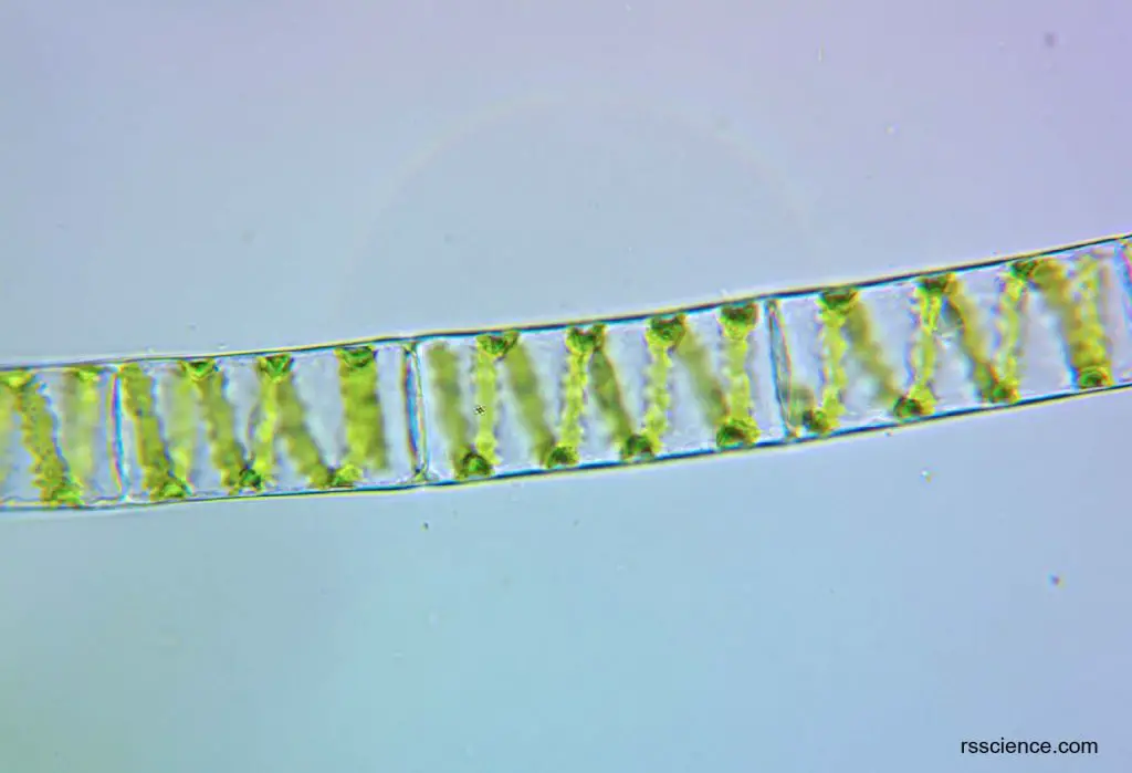 spirogyra-microscope