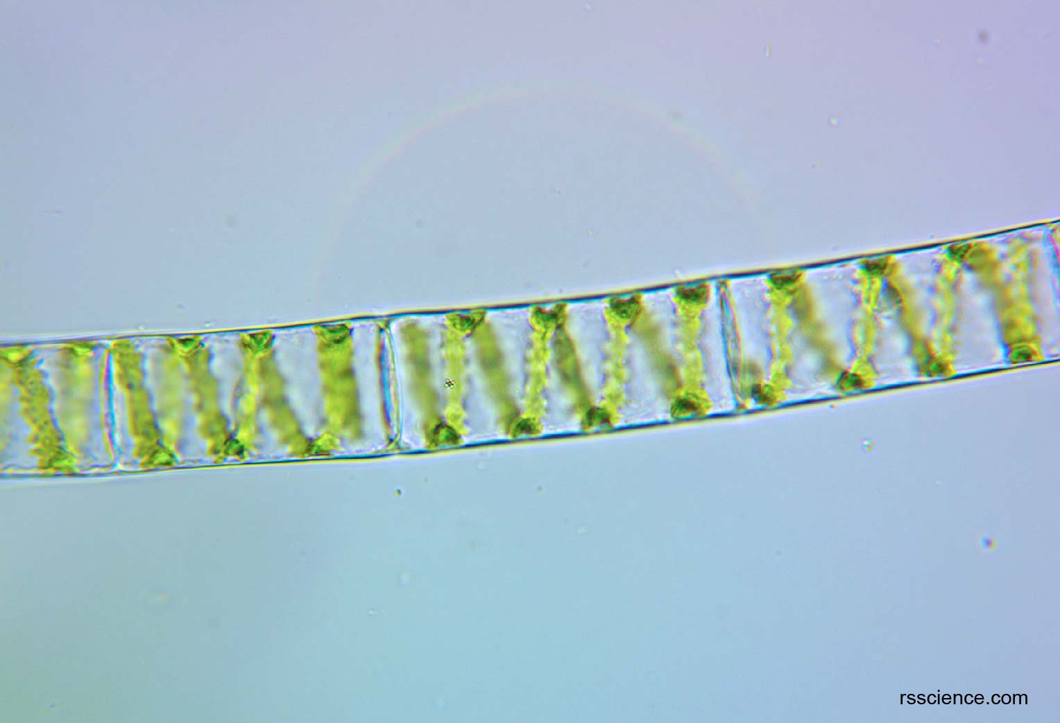 spirogyra-microscope