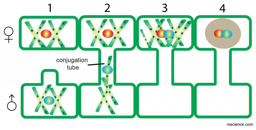 spirogyra-sexual-reproduction