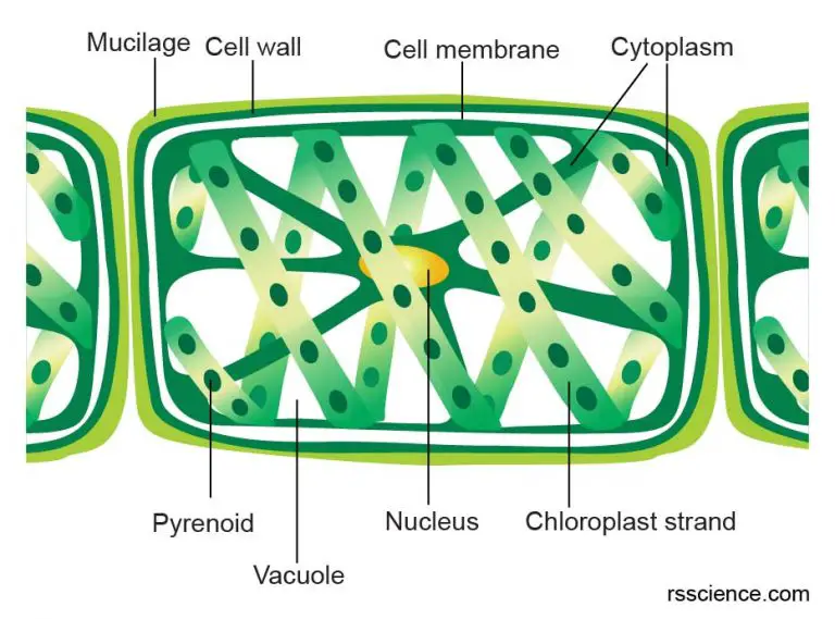 Green Algae Rs Science