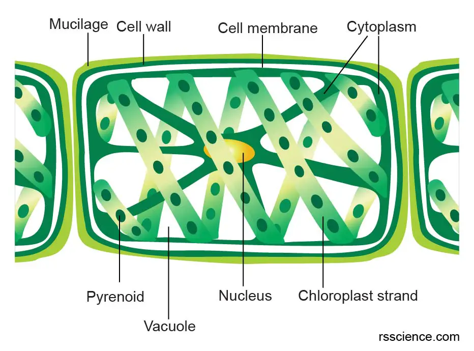 Draw A Well Labelled Diagram Of Spirogyra Brainly In - vrogue.co