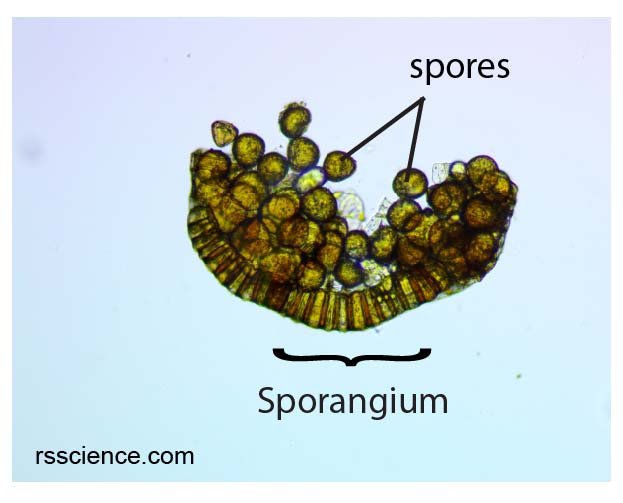 sporangium-and-spores-100x