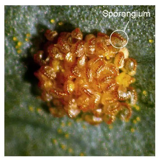 sporangium-disseting-microscope