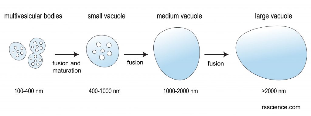 vacuoles-biogenesis