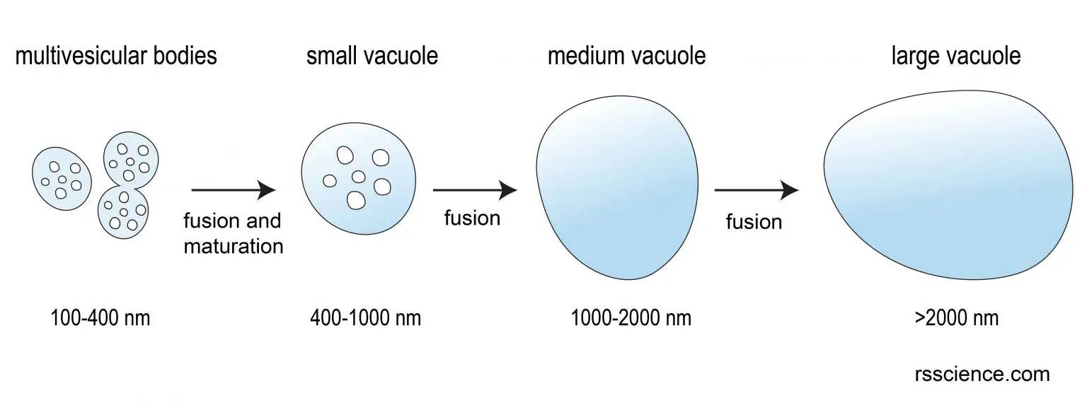 Vacuole Function and Structure Extra Space Storage Rs