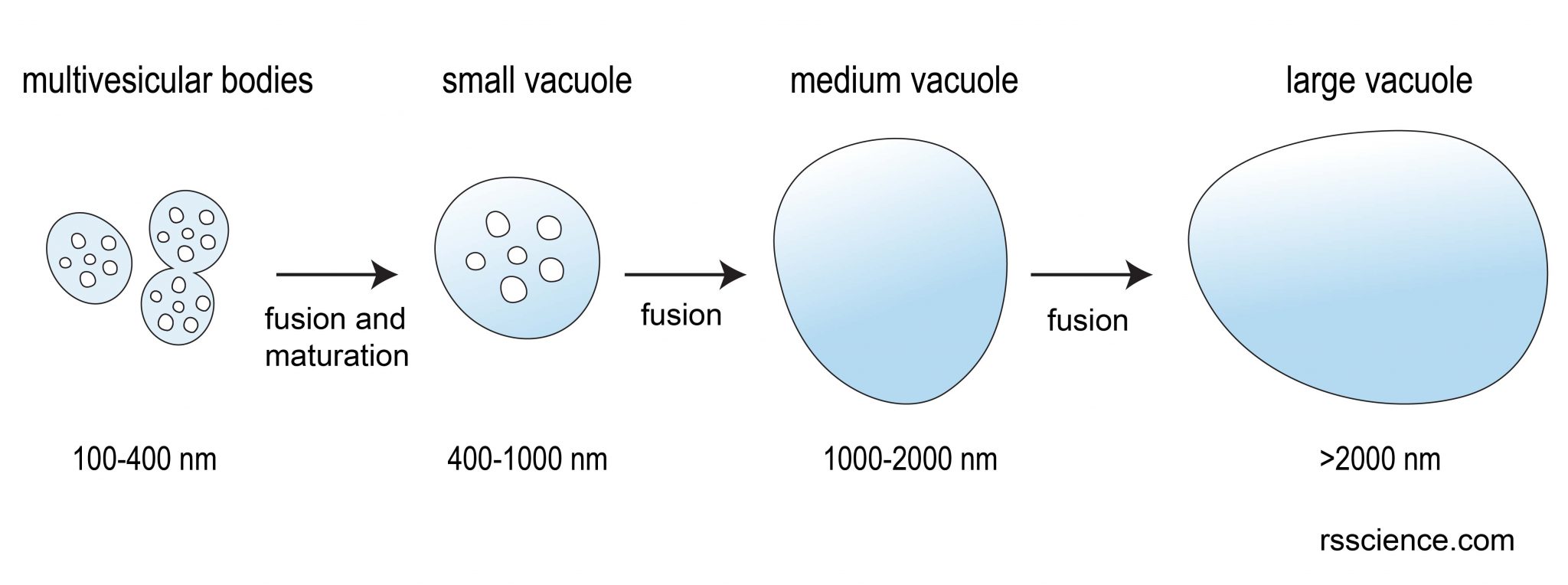 Vacuole Function and Structure - Extra Space Storage - Rs' Science