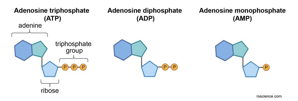 ATP-ADP-AMP