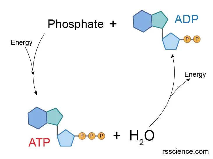 ATP-ADP-conversion