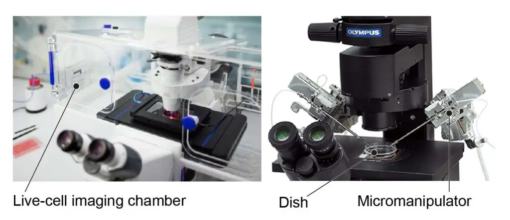 Modified-inverted-microscopes