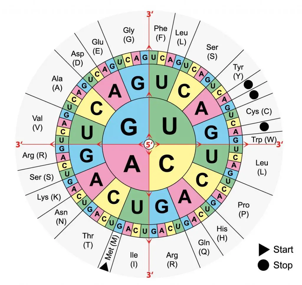 RNA-codon-tables-translation