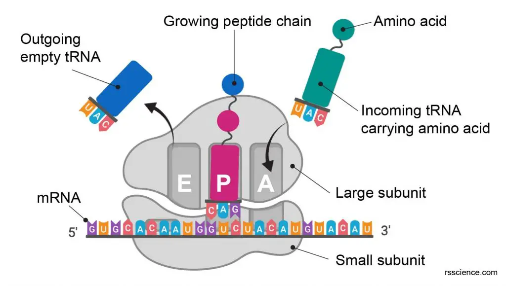 Ribosome-a-site-p-site-e-site