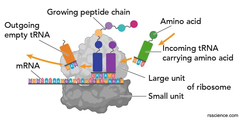 Ribosome-diagram