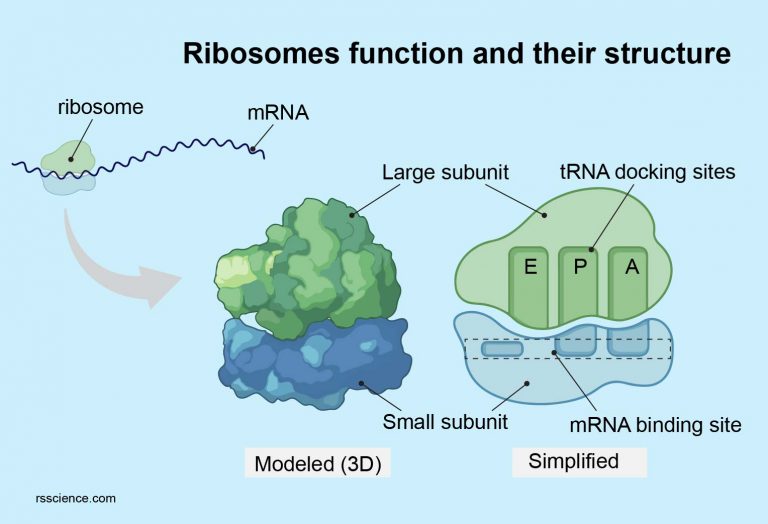 Ribosome - Protein Factory - Definition, Function, Structure And Biology