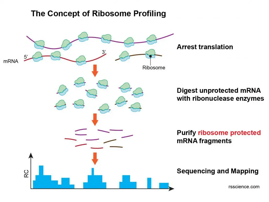 Ribosome-profiling-ribo-seq