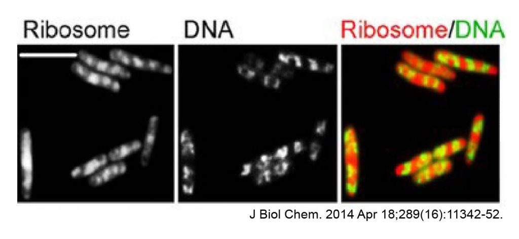 Ribosomes-fluorescence-microscope