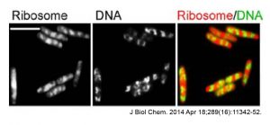 Ribosome - protein factory - definition, function, structure and biology