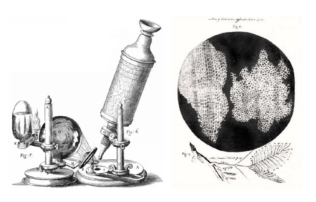 Robert-Hooke-microscope